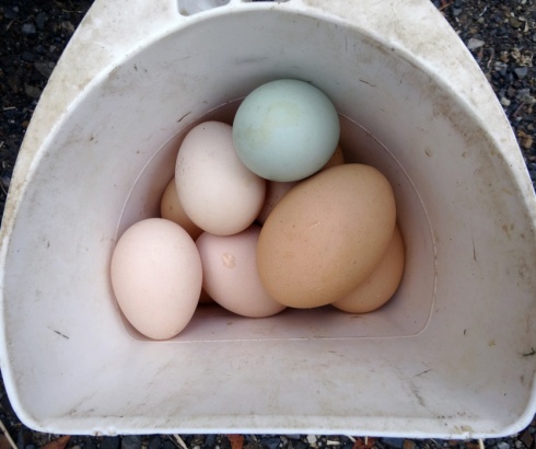 Some of the different eggs we collected